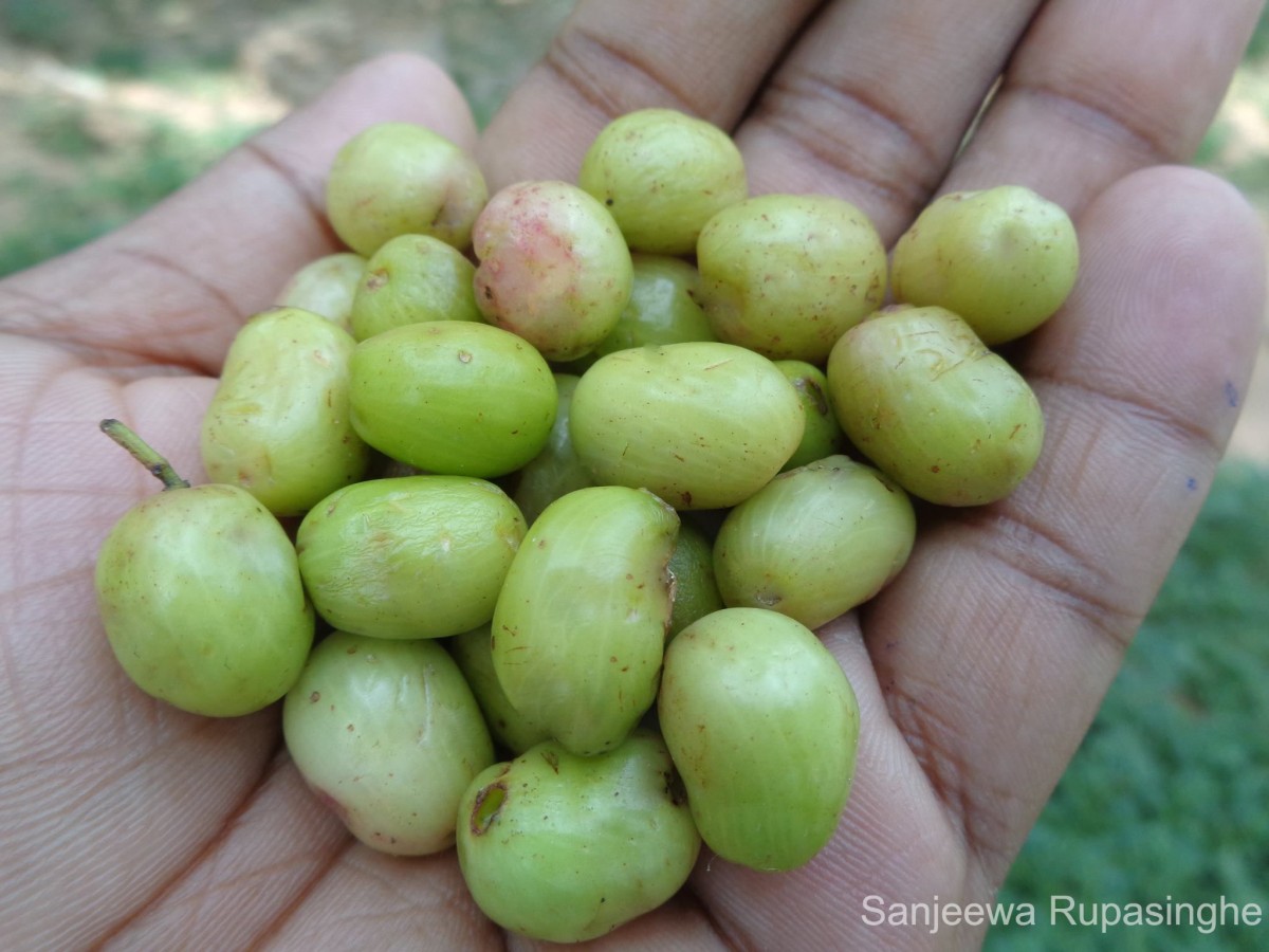 Syzygium cumini (L.) Skeels